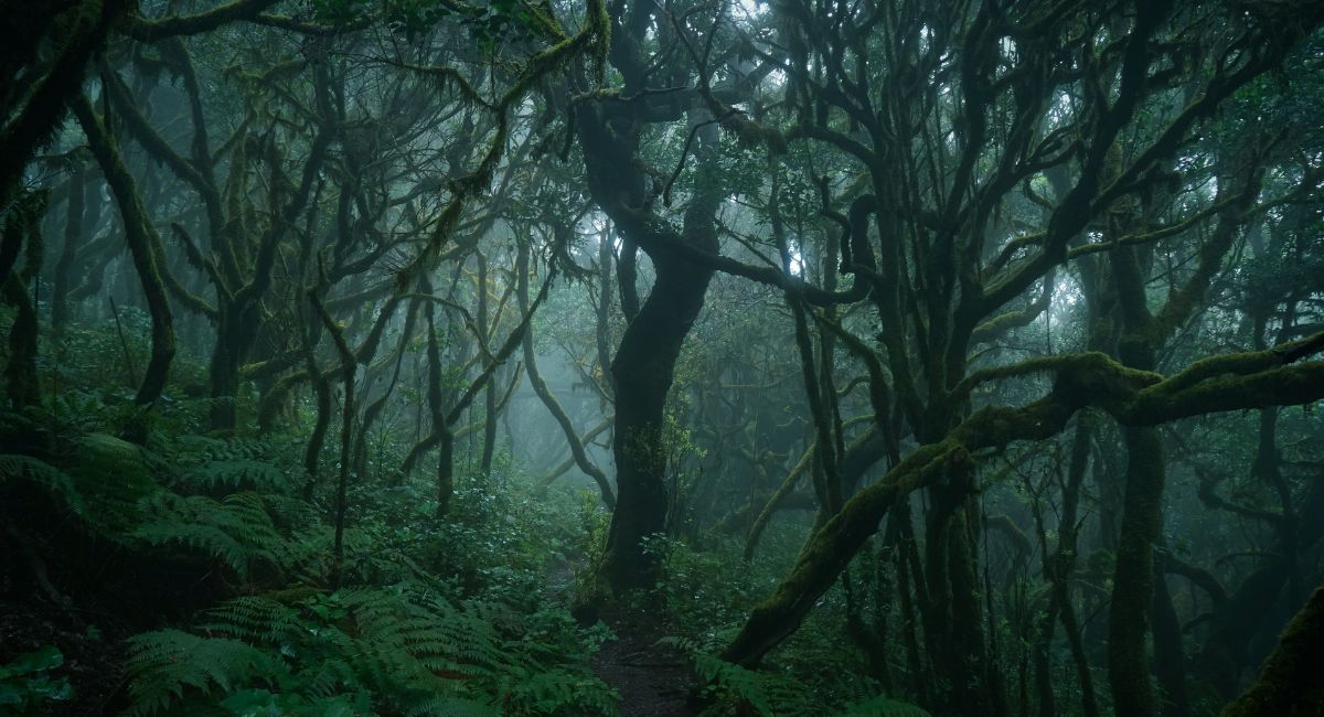 Dark Forest Aesthetic Guide