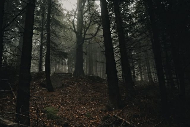 What is the Dark Forest Aesthetic